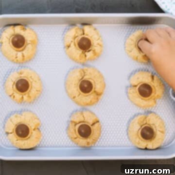 Easy Peanut Butter Blossoms with Hershey's Kisses 12 Baked cookies being filled with peanut butter and chocolate.