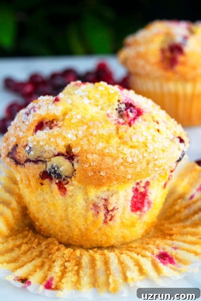 Quick and Easy Cranberry Orange Muffins With Liner Partially Removed on White Background