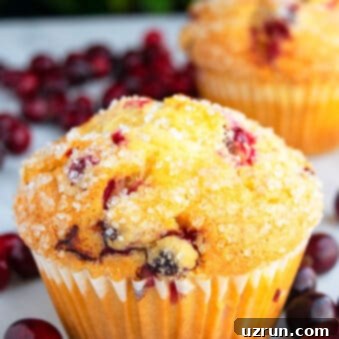 Pillowy Soft Cranberry Orange Muffins 5 Quick, Soft, Fluffy, Easy Cranberry Orange Muffins on White Background